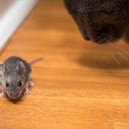 Cat hunting for a mouse close up