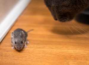 Cat hunting for a mouse close up