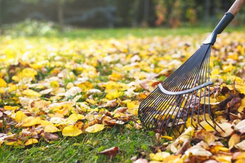 raking leaves in a leaf-covered yard