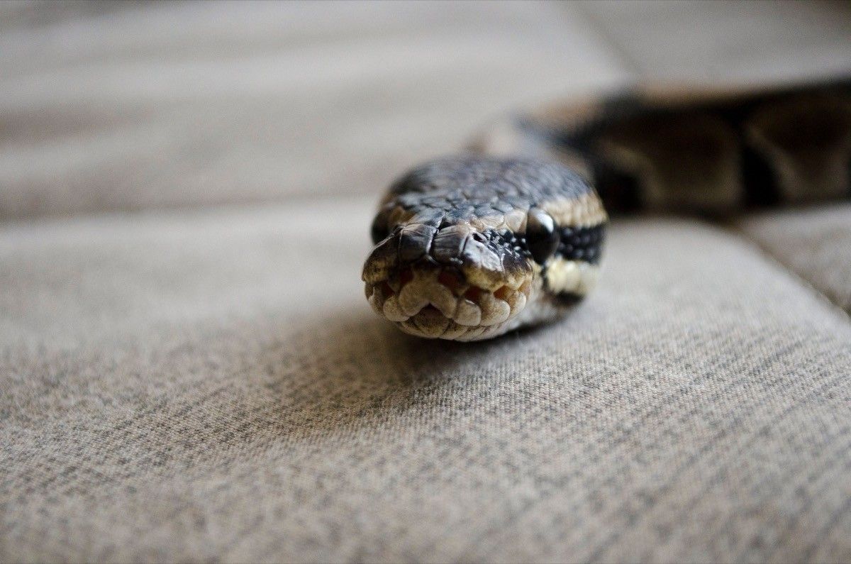 snake with its head on a gray couch cushion