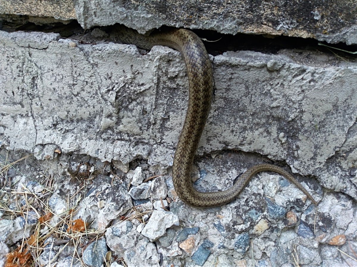 Eine Schlange dringt durch einen Spalt in der Wand in das Haus ein