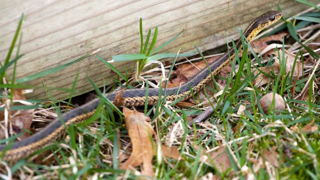 A black and yellow North American Garter snake slithering through the green grass.