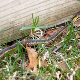 A black and yellow North American Garter snake slithering through the green grass.