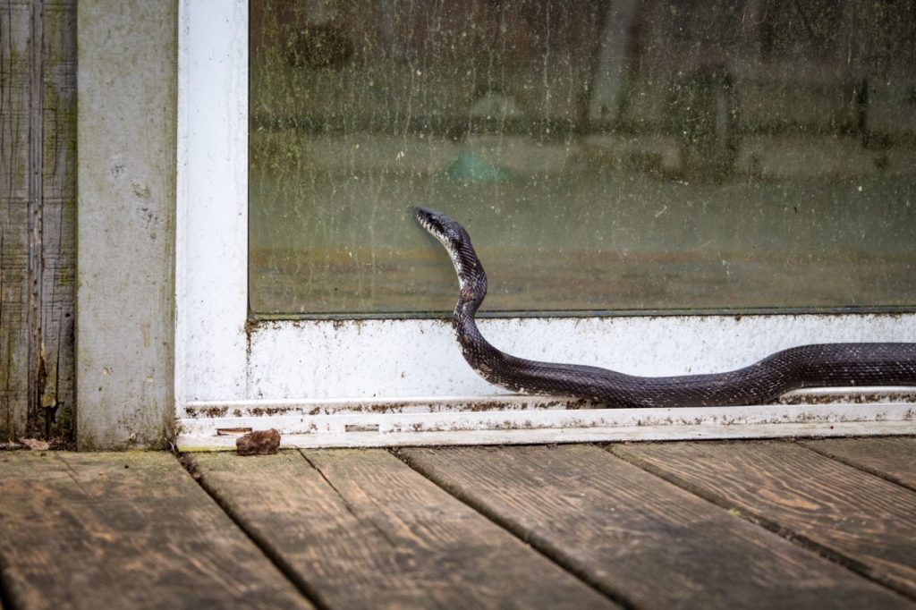 black rat snake outside sliding door
