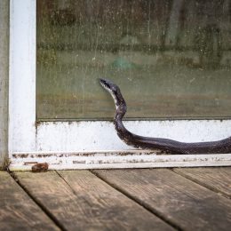 black rat snake outside sliding door