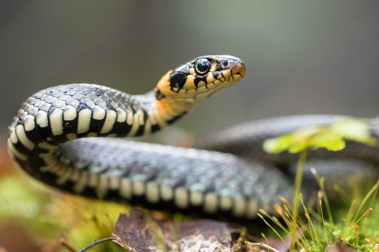 How to Spot Snake Holes in Your Yard—and What to Do If You Find Them