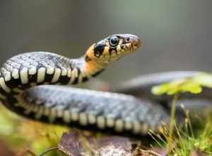A grass snake moving through a yard