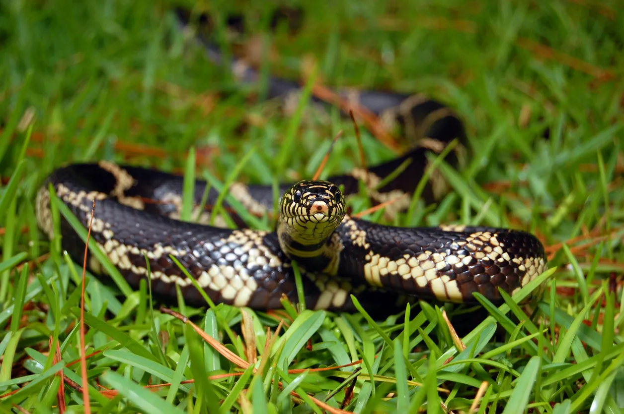 A snake hiding in the grass on a lawn or yard