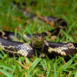 A snake hiding in the grass on a lawn or yard