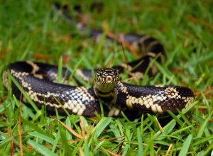 A snake hiding in the grass on a lawn or yard