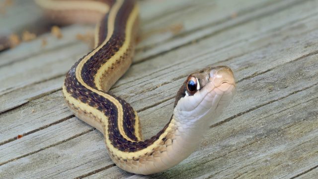 A close up of a snake sitting on a wooden deck