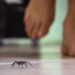 person in bare feet walking on tire floor with spider in front of them