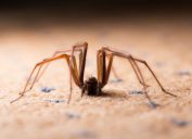 A large house spider sitting on the ground