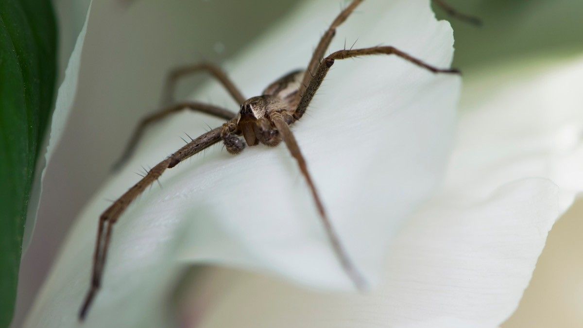 Spider on a flower