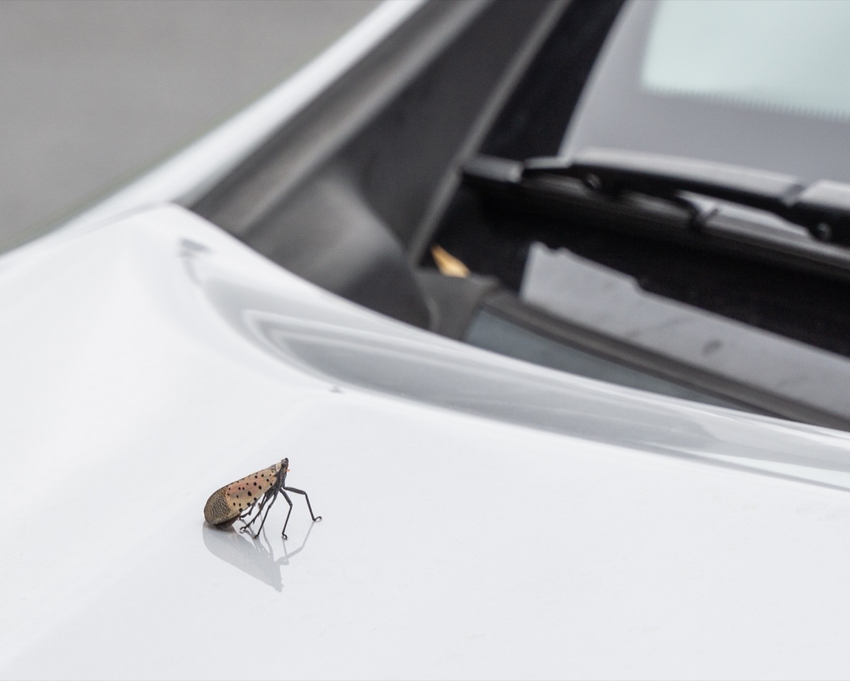 Spotted lanternfly on a car