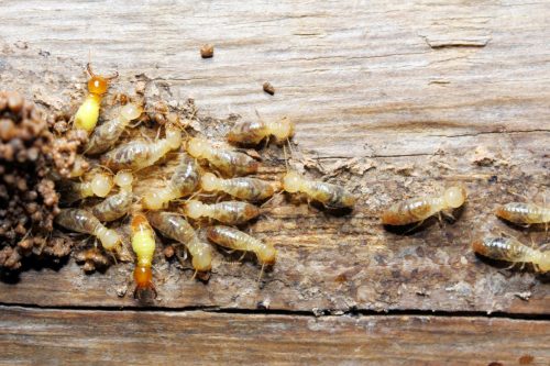Closeup worker and soldier termites (Globitermes sulphureus) on wood structure