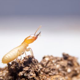 The small termite on decaying timber. The termite on the ground is searching for food to feed the larvae in the cavity.