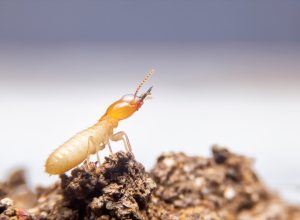The small termite on decaying timber. The termite on the ground is searching for food to feed the larvae in the cavity.