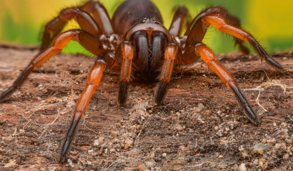 trapdoor spider perched on log