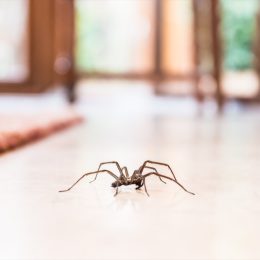common house spider on a smooth tile floor seen from ground level in a kitchen in a residential home