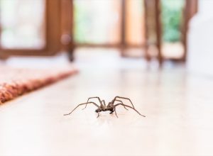 common house spider on a smooth tile floor seen from ground level in a kitchen in a residential home