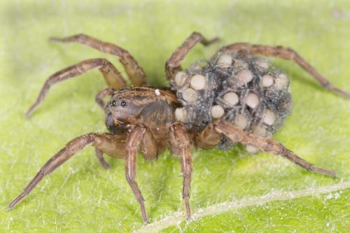 Female wolf spider carrying eggs