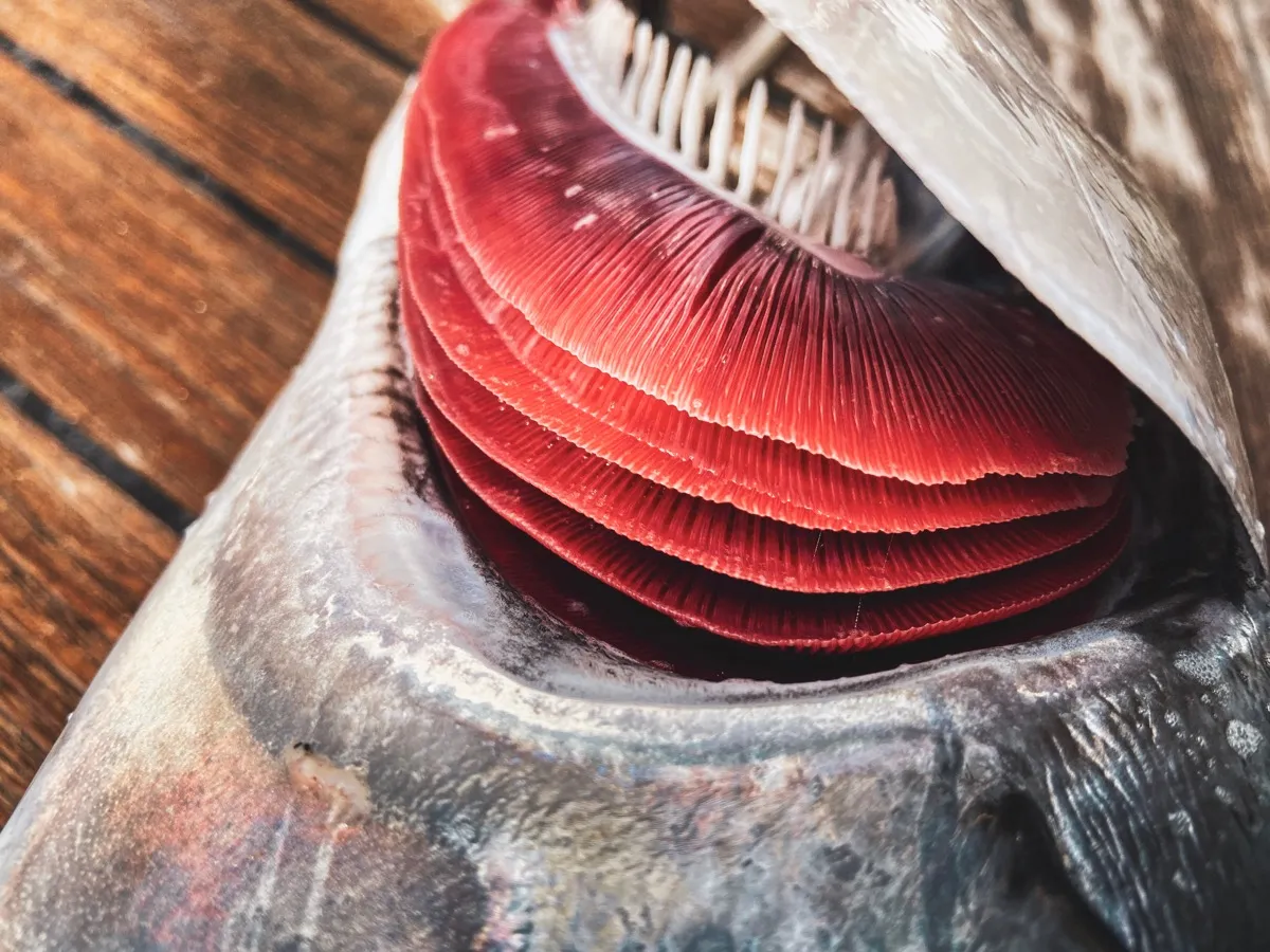 If You Notice This Color on a Fish's Gills, Don't Eat It, Experts Say