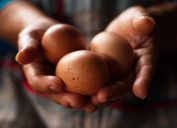 Woman's hands holding eggs