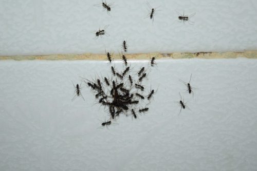 ants on bathroom tiles