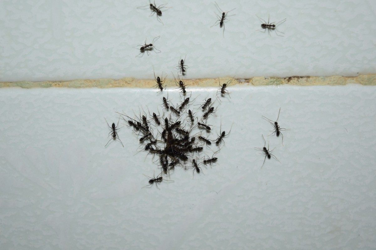 8 Signs of a Bug Infestation You Should Never Ignore