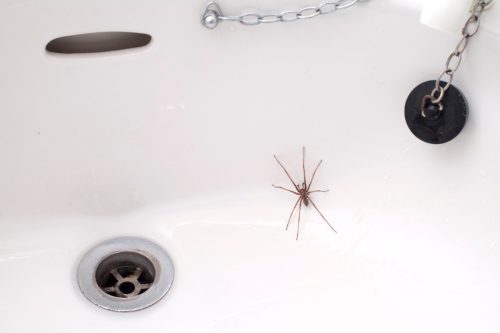 Spider trapped in the bathroom sink
