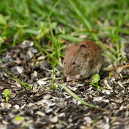 Mouse feeding on a sunflower seeds under a bird feeder.
