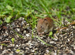 Mouse feeding on a sunflower seeds under a bird feeder.