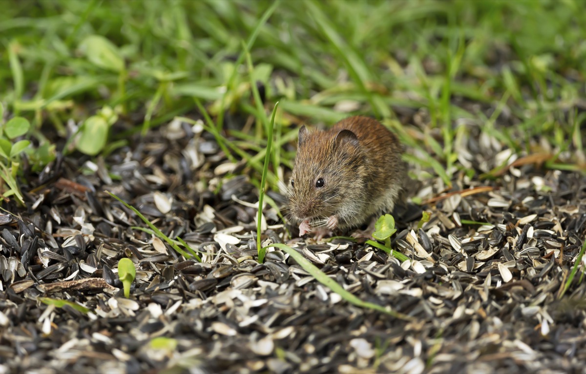 6 Things Attracting Mice Into Your Basement — Best Life