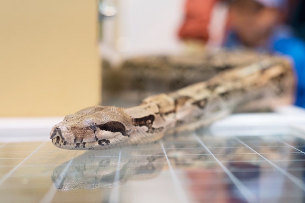 boa constrictor on tile surface inside home