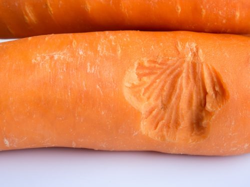 Carrot with bite marks