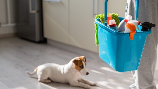 person holding blue bucket of cleaning supplies in kitchen with dog