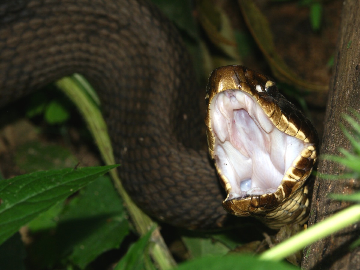 cottonmouth snake with open mouth