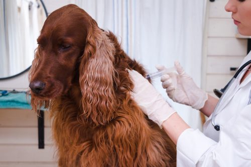 Vaccination du chien par un vétérinaire