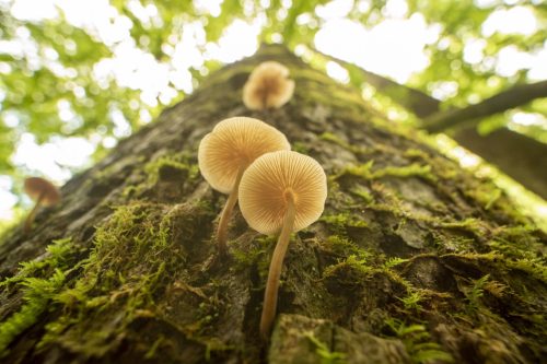 Vertical shot up side of mossy tree, with mushrooms curving as they grow out of its bark, spreading the finned tops in diffuse light under distant forest canopy. Photo taken in Pisgah National Forest, North Carolina. Nikon D750 with Venus Laowa 15mm macro lens.