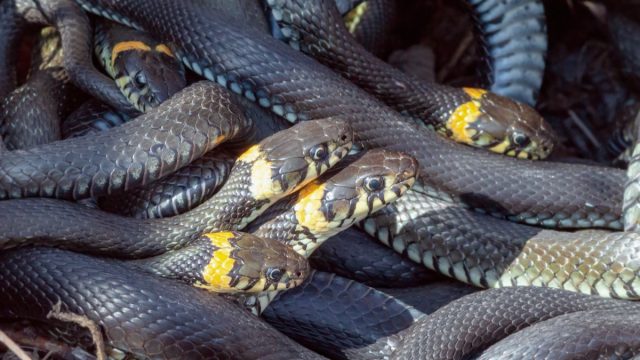 many yellow and black snakes in a pile