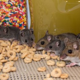 family of mice eating cheerios in kitchen