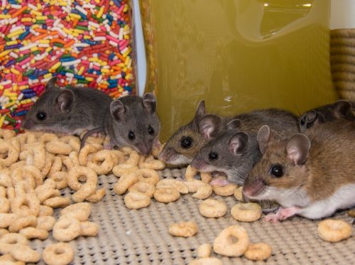 family of mice eating cheerios in kitchen
