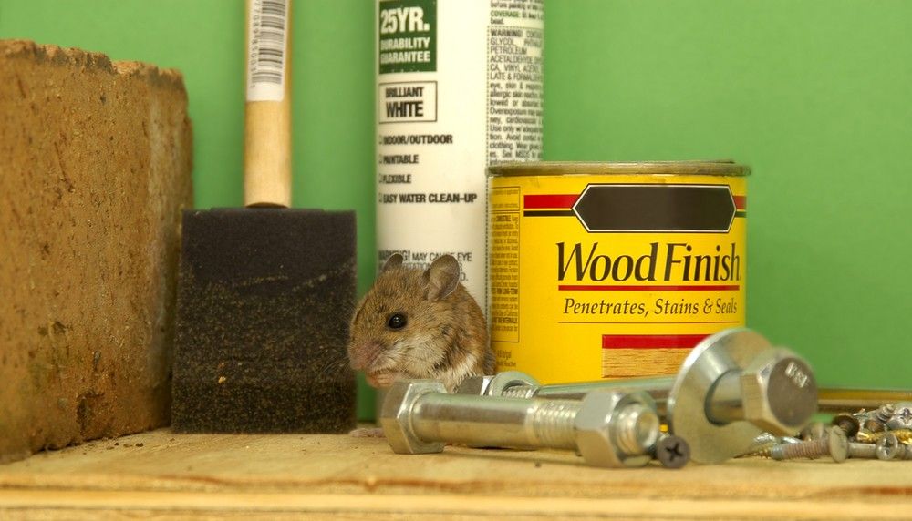 6 Things In Your Garage That Are Bringing Mice To Your Home Best Life   Mouse Garage Hiding Workshop Attracting Mice 