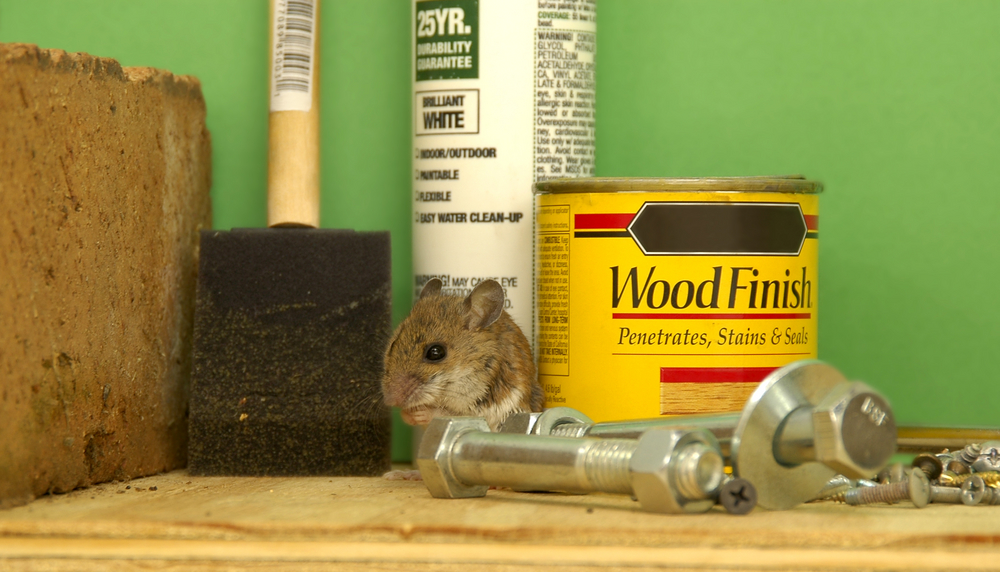 Maus versteckt sich hinter Gegenständen auf einem Werkstattregal in einer Garage