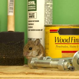 A mouse hiding behind items on a workshop shelf in a garage