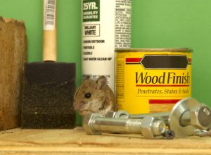 A mouse hiding behind items on a workshop shelf in a garage