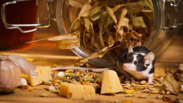 A black and white mouse surrounded by food in a kitchen cabinet