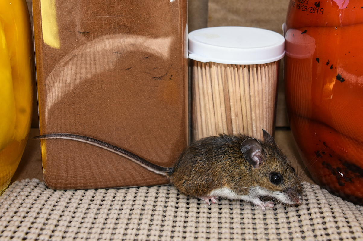 Full side view of a small brown house mouse in a kitchen cabinet with food in the background.