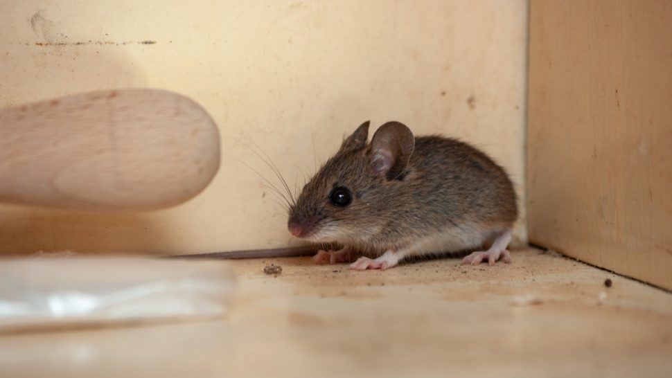 If You Notice This Smell at Home, You Could Have Mice, Experts Warn